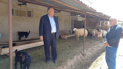 Hayvancılığın bitişinin hikayesi: Yem, zaman, nakliye...