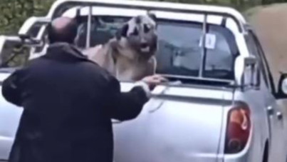 Kamyonette köpeğe halatla şiddet uyguladı, gözaltına alındı