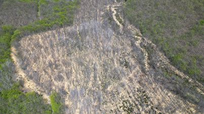 İstanbul'un ormanı artık bataklık