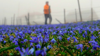'Mavi Yıldız' çiçeklerini görmek için 11 kilometre yürüdüler