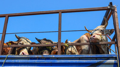 Kurban Bayramı öncesi hayvan nakline düzenleme