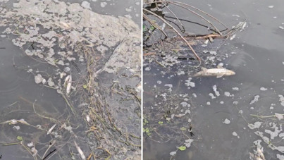 Yeşilırmak'ta toplu balık ölümleri