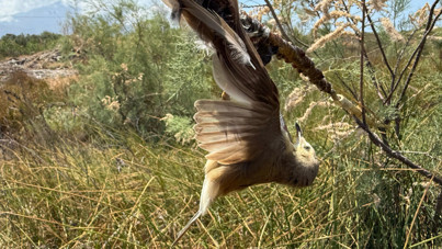 Bunu yapan 'insan': Dallara yapıştırıcı sürüp kuşların ölmesini beklediler