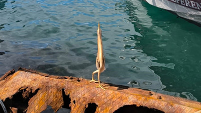 Cüce Balaban Trabzon'da görüldü