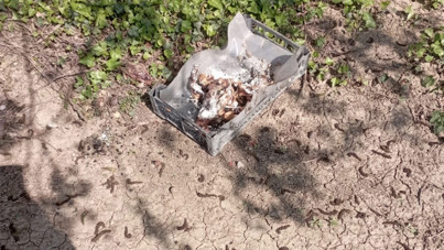 Köpeklere hain tuzak: 8'i öldü