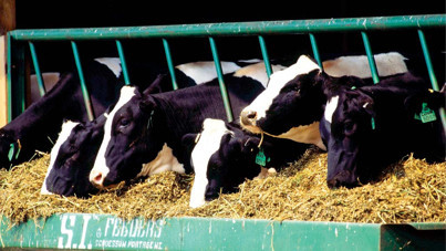 İBB’nin kurban kampanyasında hisse bedeli belli oldu