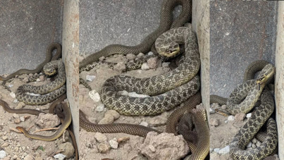 Toprak kazarken ortaya çıktılar, boyları 2,5 metreden uzun