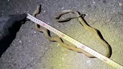 Yılan elektriği kesti, yüzlerce kişi mahsur kaldı