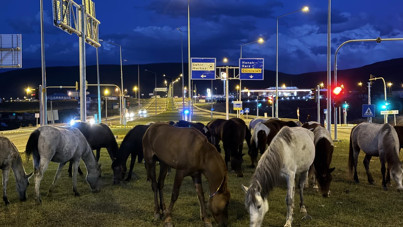 Aç kalan yılkı atları şehre indi