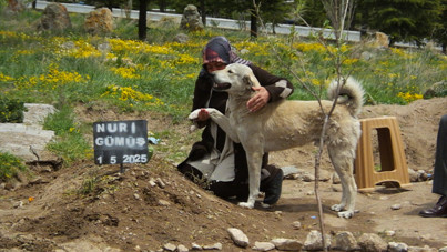 'Garip' isimli köpek, sahibinin mezarı başından ayrılmıyor