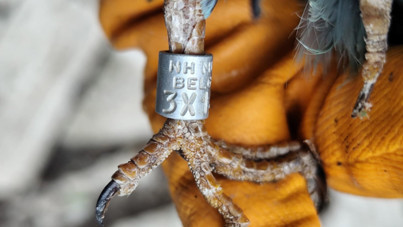 Sırbistan'dan uçtu, Denizli'de yaralı bulundu