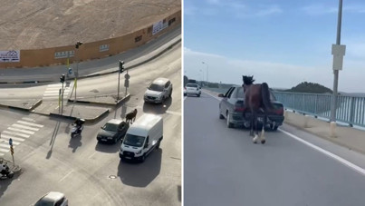 Atı arabaya bağlayan iki kişi tutuklandı