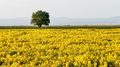 Göl kurudu ortaya bu manzara çıktı