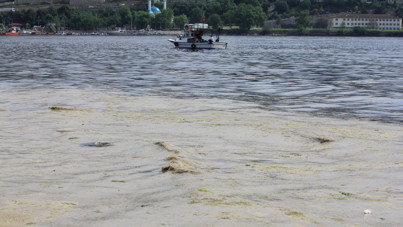 Marmara Denizi’nde üreme krizi kapıda