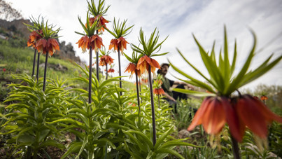 Sadece 20 gün yaşıyor: Koparmanın cezası 557 bin 212 lira