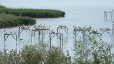 Kuşcenneti’nde bahar coşkusu: Milli Park kuşlarla renklendi