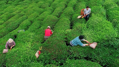 Açıklanan çay taban fiyatı Rizelileri böldü