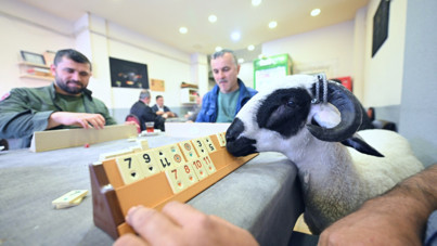 Kurbanlık 'Hilmi' okey masasına yancı oldu