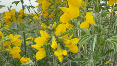 Bu çiçeği koparmanın cezası yarım milyondan fazla