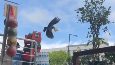 Cips çalan kargayı uyardı: 'Çok acılı, yakar'