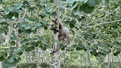 Bu yıl ilk kez görüntülendiler