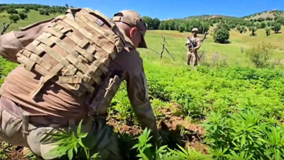 Diyarbakır'da milyonlarca kök kenevir yakalandı