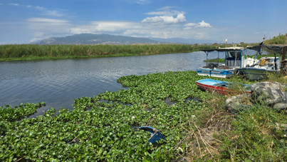 Asi Nehri'ni saran sümbüller balıkları 'boğdu'