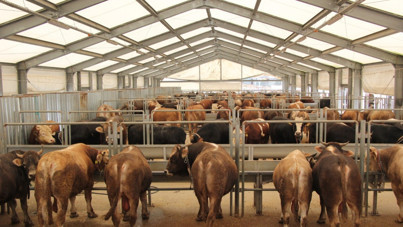 Kurban alacaklar dikkat: Ağlıyorsa, o eli hemen bırakın