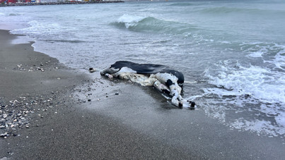 Balık beklerken angus geldi: Akdeniz'de ilginç manzara