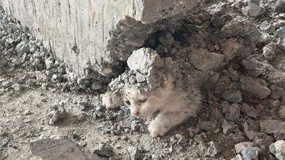 Kedinin üzerine beton döktüler