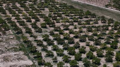 15 bin ağaçta bir tane çağla yok: Kayısıda büyük zarar