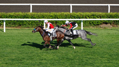 Bir zam da at yarışına