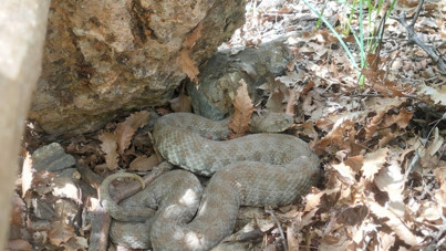 Tek ısırığı bir insanı öldürmeye yetiyor: Tunceli’de görüntülendi