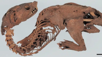 600 yıllık 'mumyalanmış ejder' gizemi çözüldü