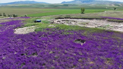 Kazı alanı mor bir halıya büründü