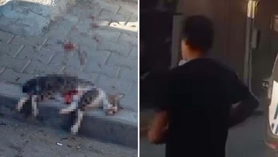 Vahşet: Sokak kedisini pompalı tüfekle öldürdü, serbest bırakıldı