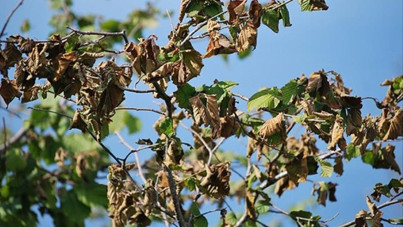 Zirai donun bıraktığı hasar 21 milyar lira