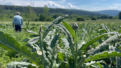 Ünü dünya çapındaydı: Hırsızlar hasat etti, 'bir tane de bize bırakmışlar'