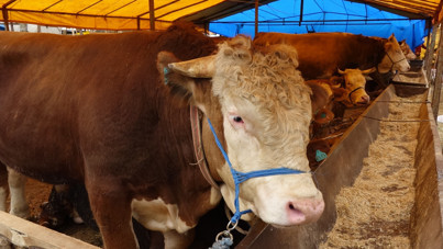 Uzman isim uyardı: Kurban etiyle kahvaltı yapmayın