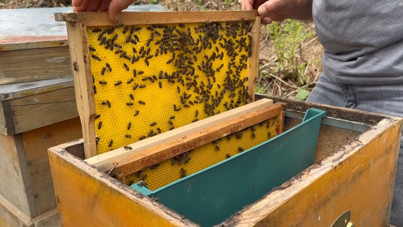 500 yıllık yöntemle üretiliyor: Bu balın azı şifa, fazlası tehlike