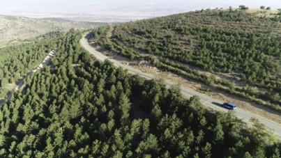 Valilik duyurdu: 5 ay boyunca ormanlara giriş yasaklandı