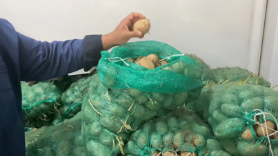 Ardahan'da çiftçiler isyan etti: 60 ton patates tohumu elimde kaldı