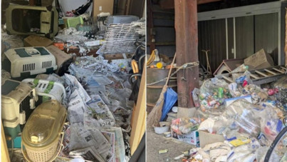 Evden 100'den fazla ölü kedi çıktı