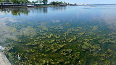 Denizin rengi değişti, sahili yosunlar sardı