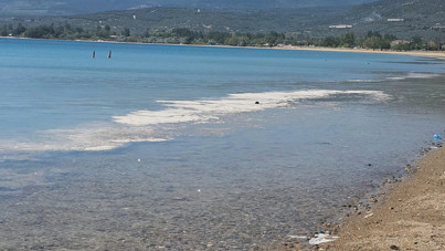 Omurgasızların sayısı artıyor