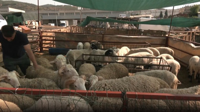 Kurban pazarında bazı besiciler zararına satış yaptı