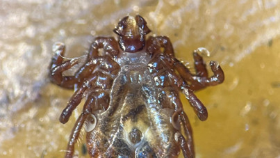 Çin'den gelen kene farklı bir hastalığa yol açıyor mu? Bakanlıktan açıklama geldi