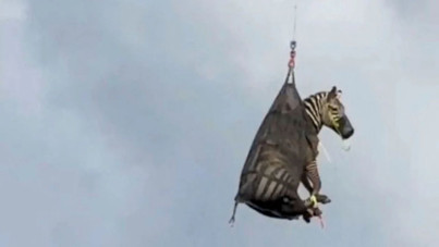 Kaçak evcil zebra böyle yakalandı