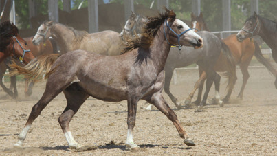 Koşmadan servet kazanıyor: Litresi 2,5 milyon lira ve yok satıyor