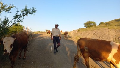 Çoban krizi büyüyor: 80 bin TL maaş yetmiyor